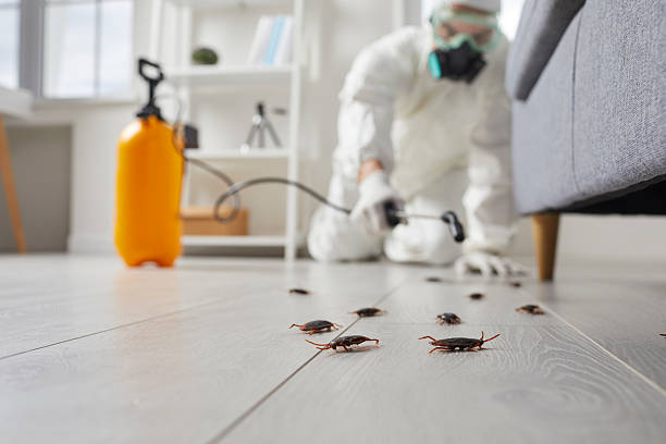 Affordable Termite Control solutions in Burgin, KY